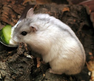 Winter White Russian Dwarf Hamster